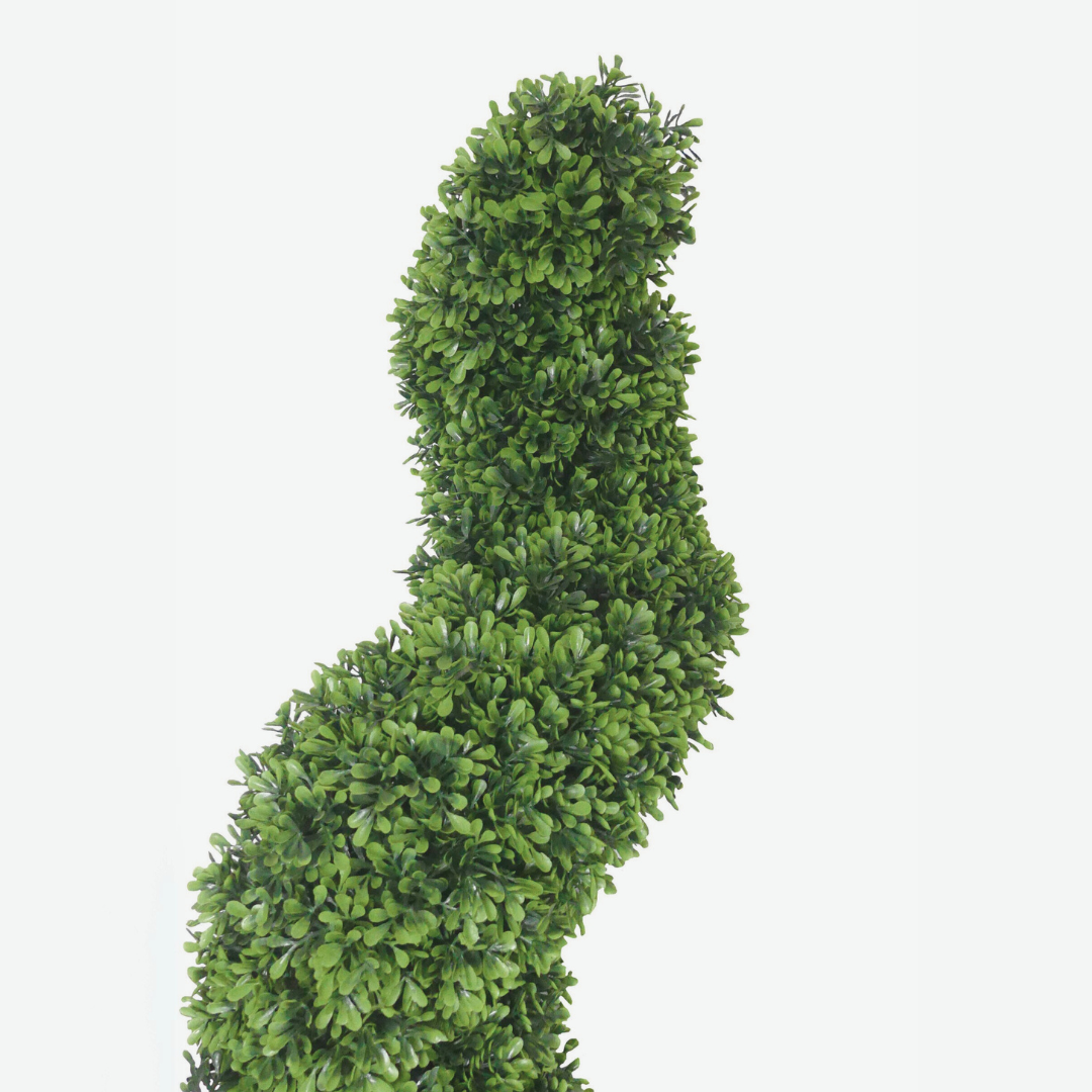 Buxus Spiral