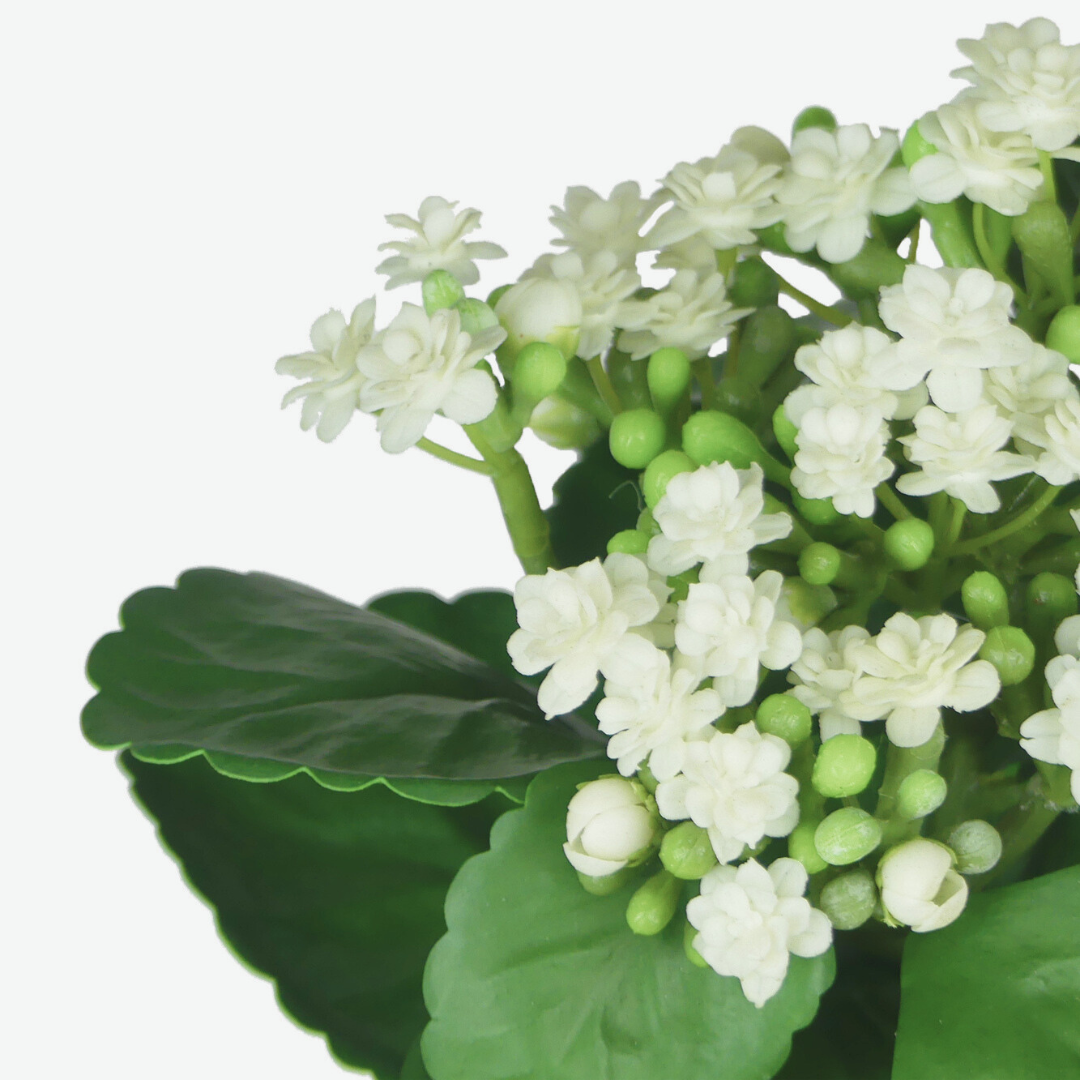 White Kalanchoe