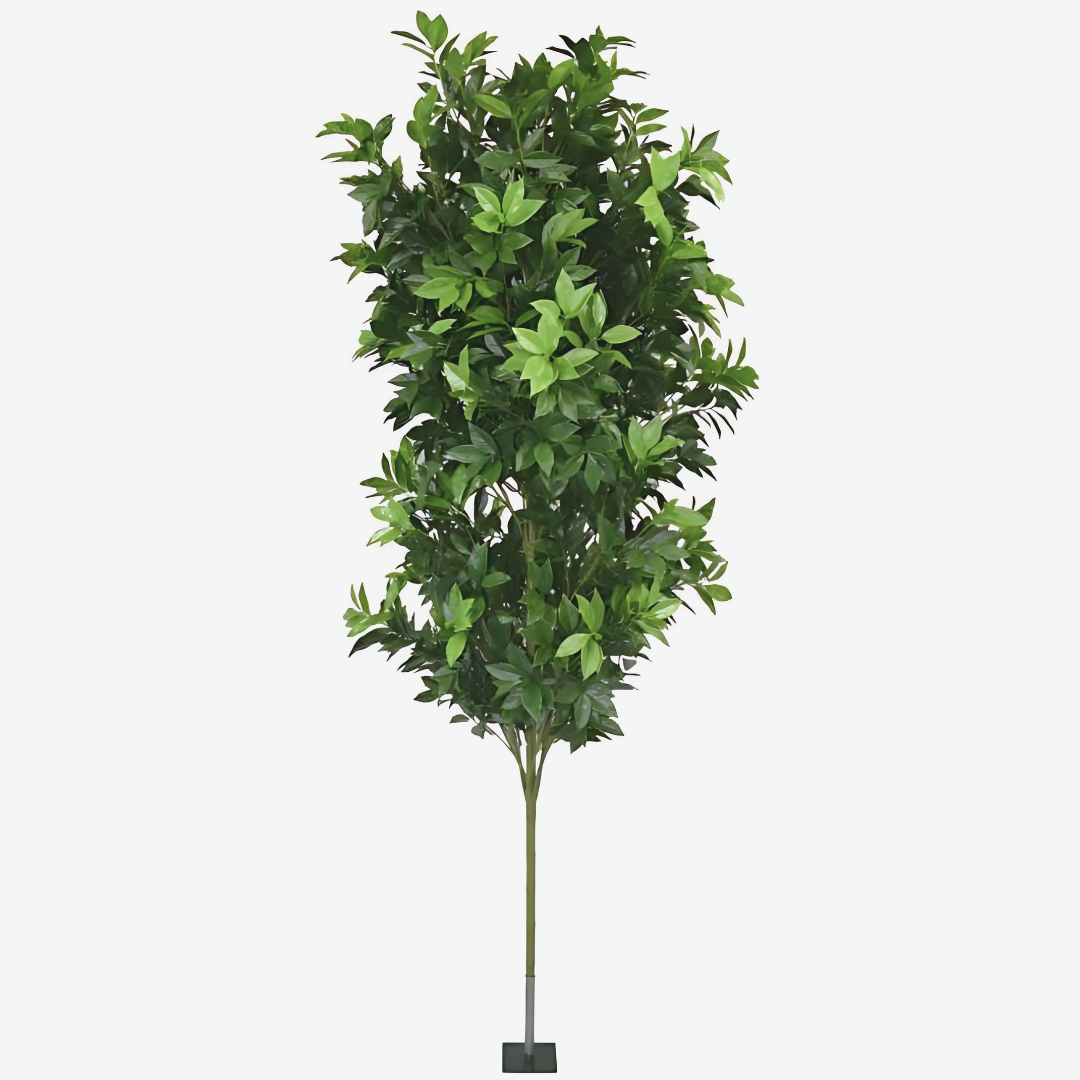 Laurel