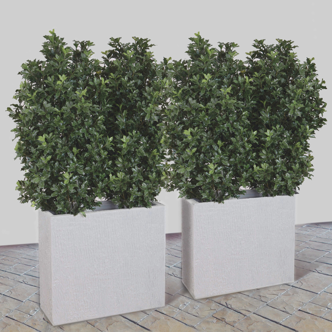 Osmanthus