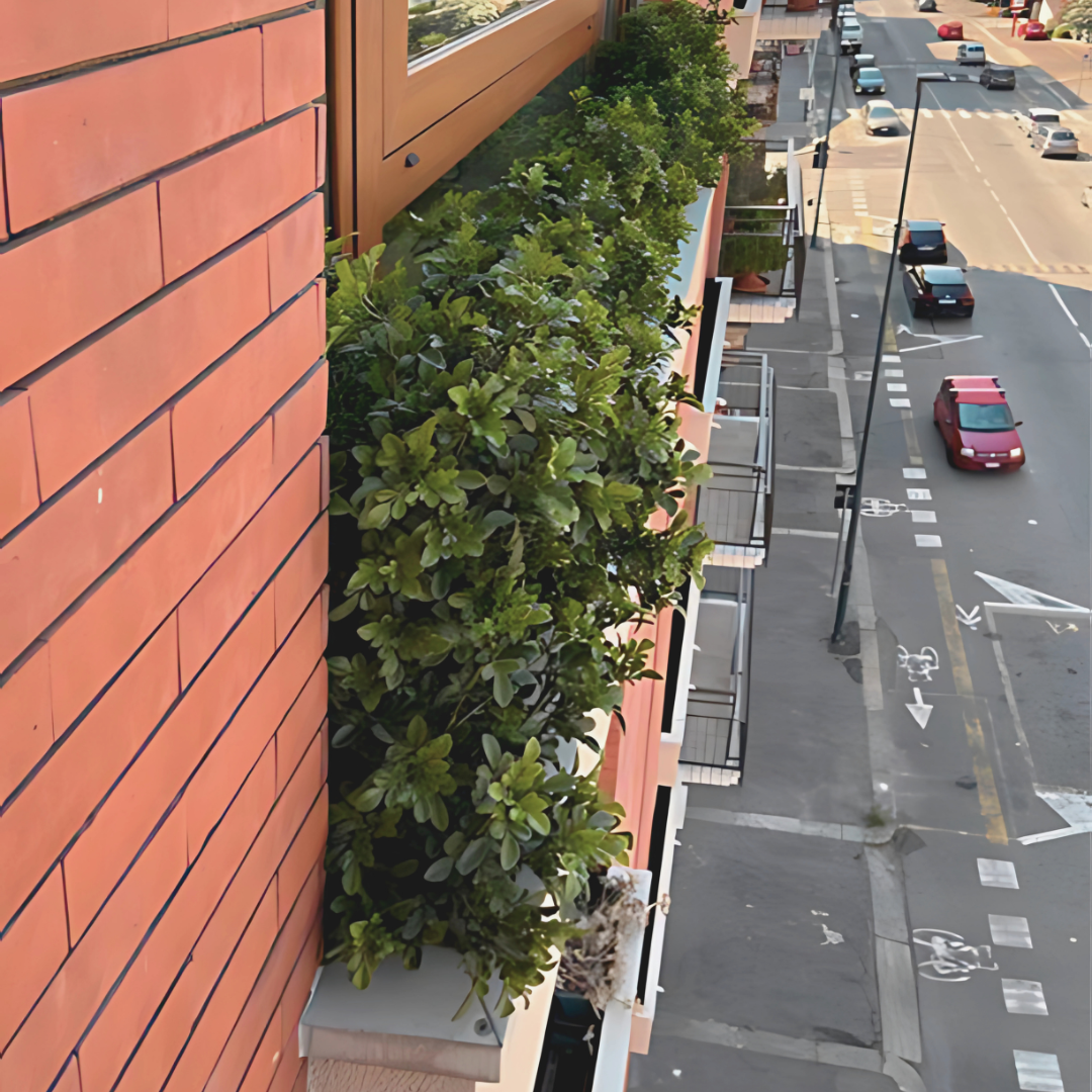Boxwood