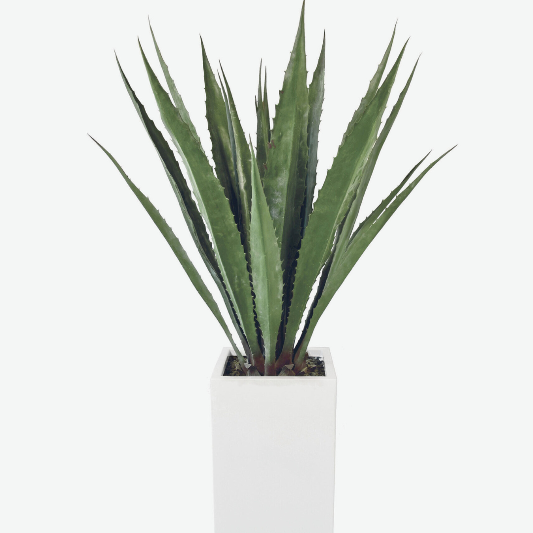 Lange Agave