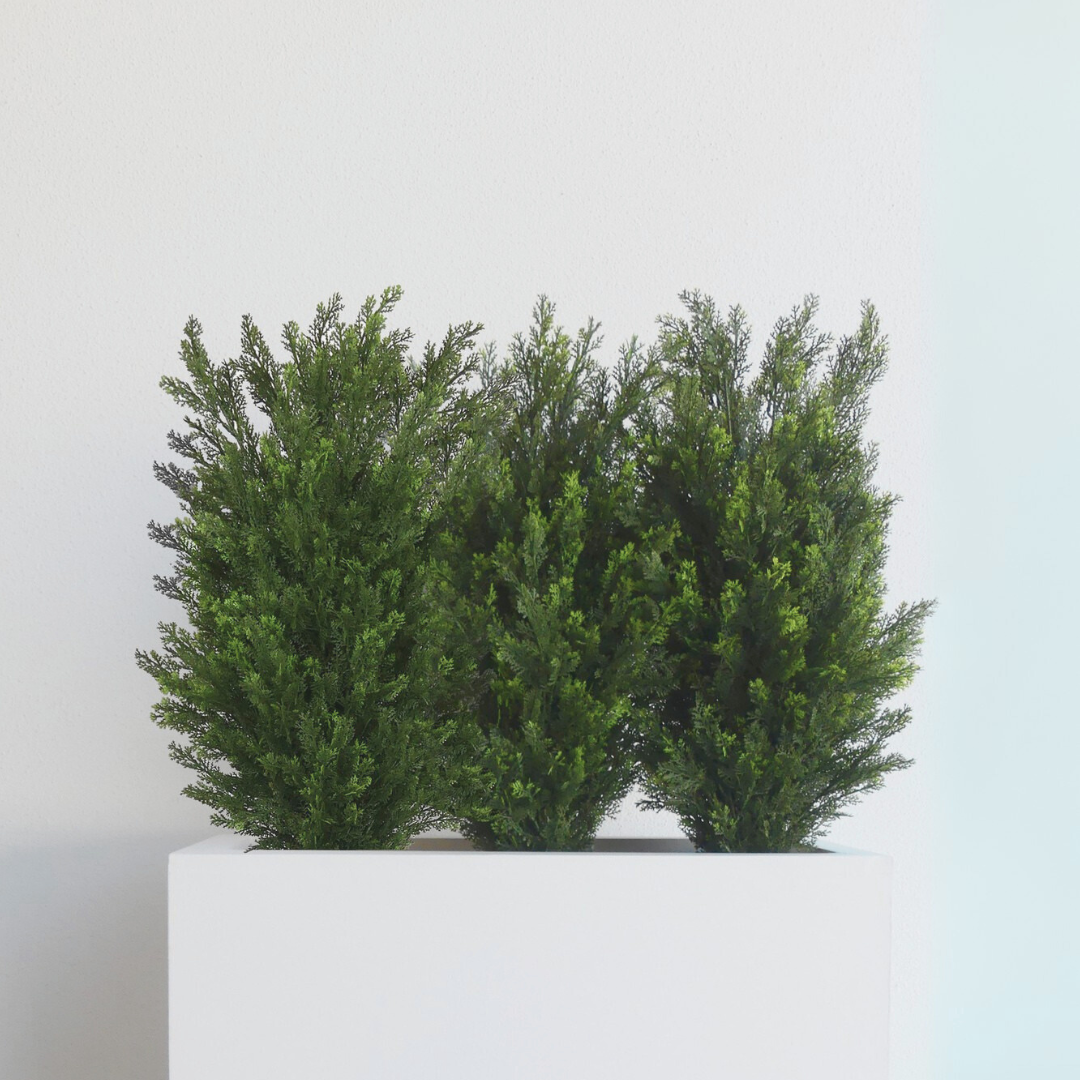 Thuja