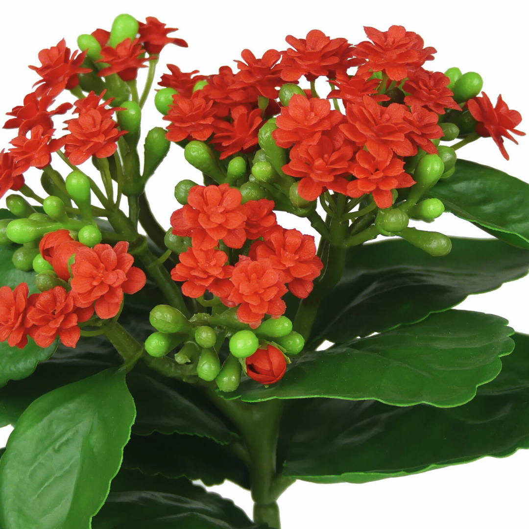 Red Kalanchoe