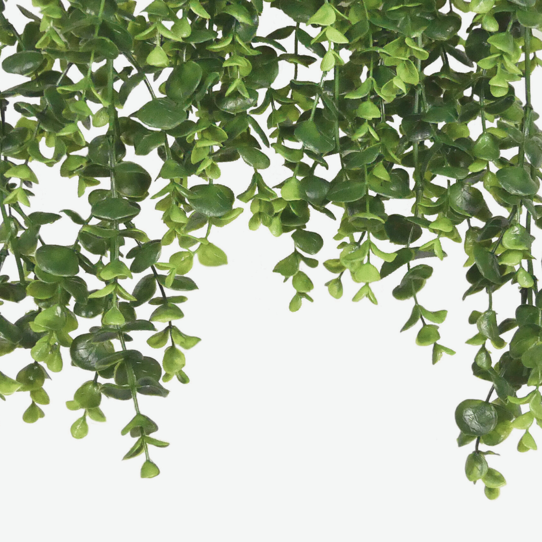 Green Eucalyptus