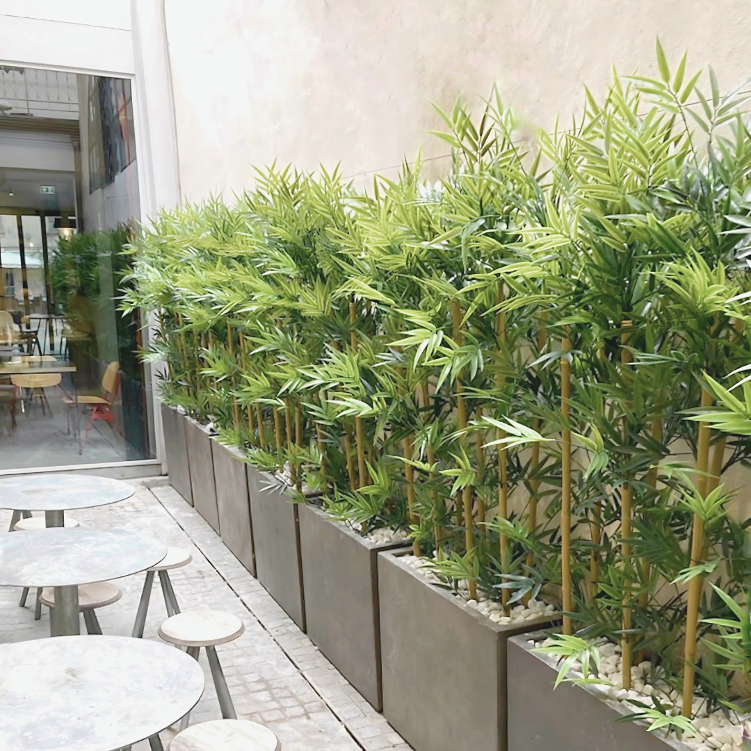 Bamboo