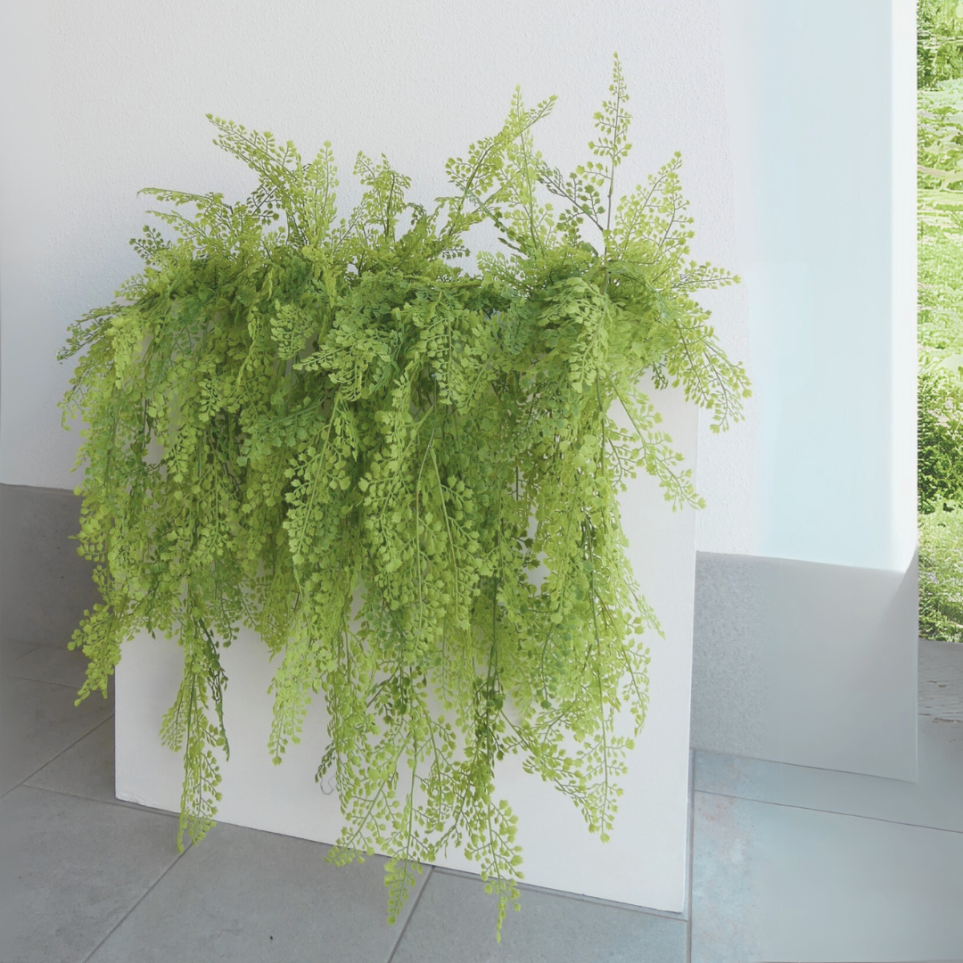 Asian Fern