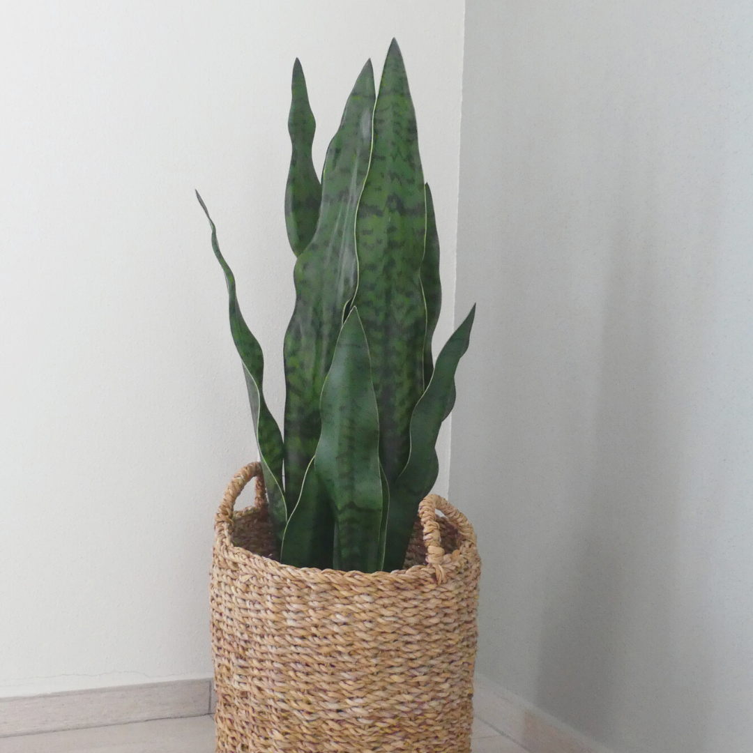 Grüne Sanseveria