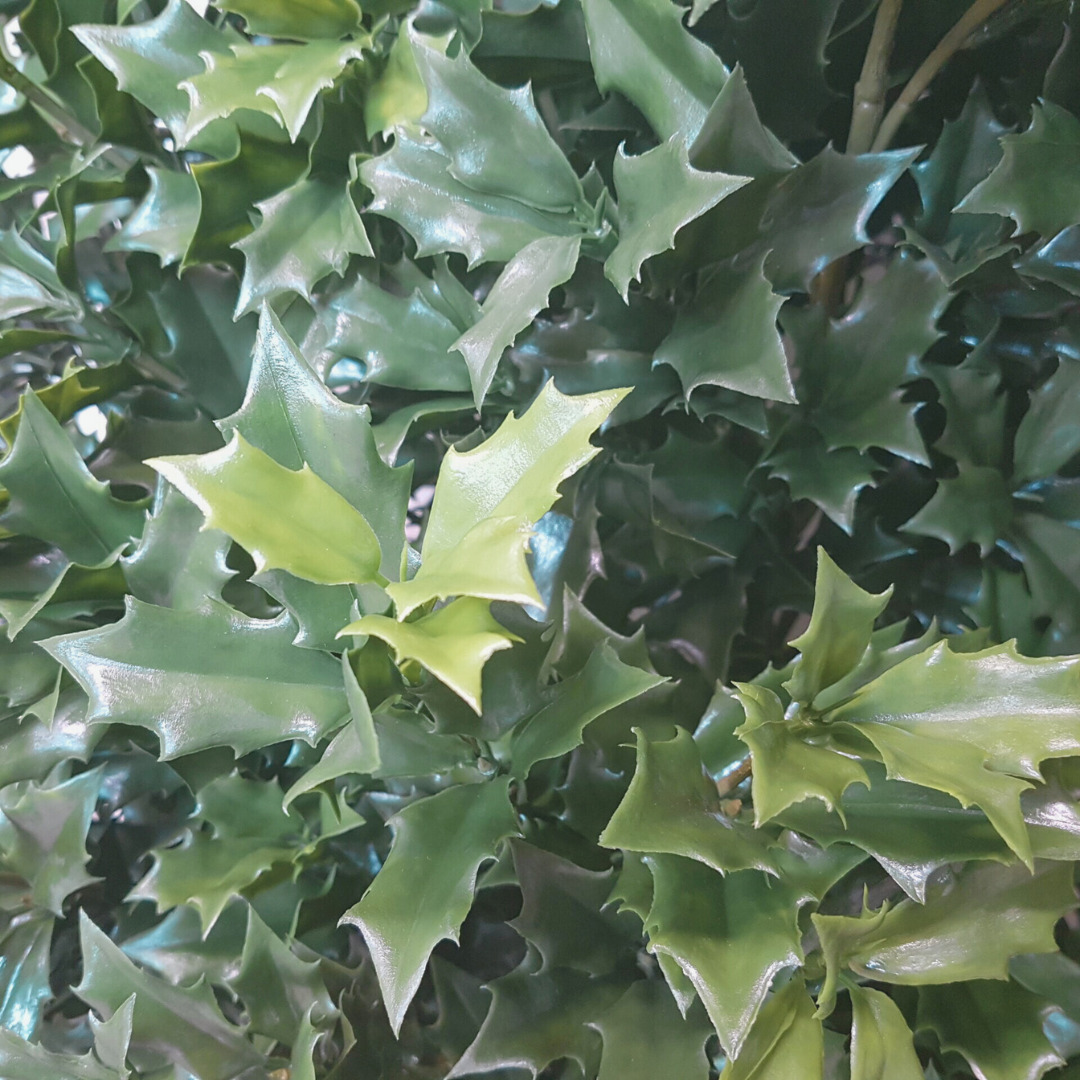 Osmanthus