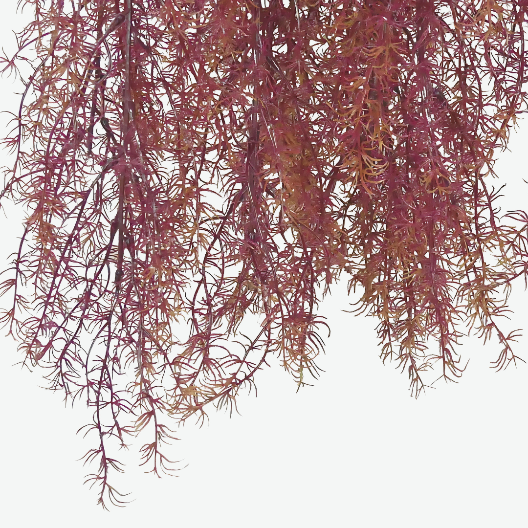 Purple Asparagine