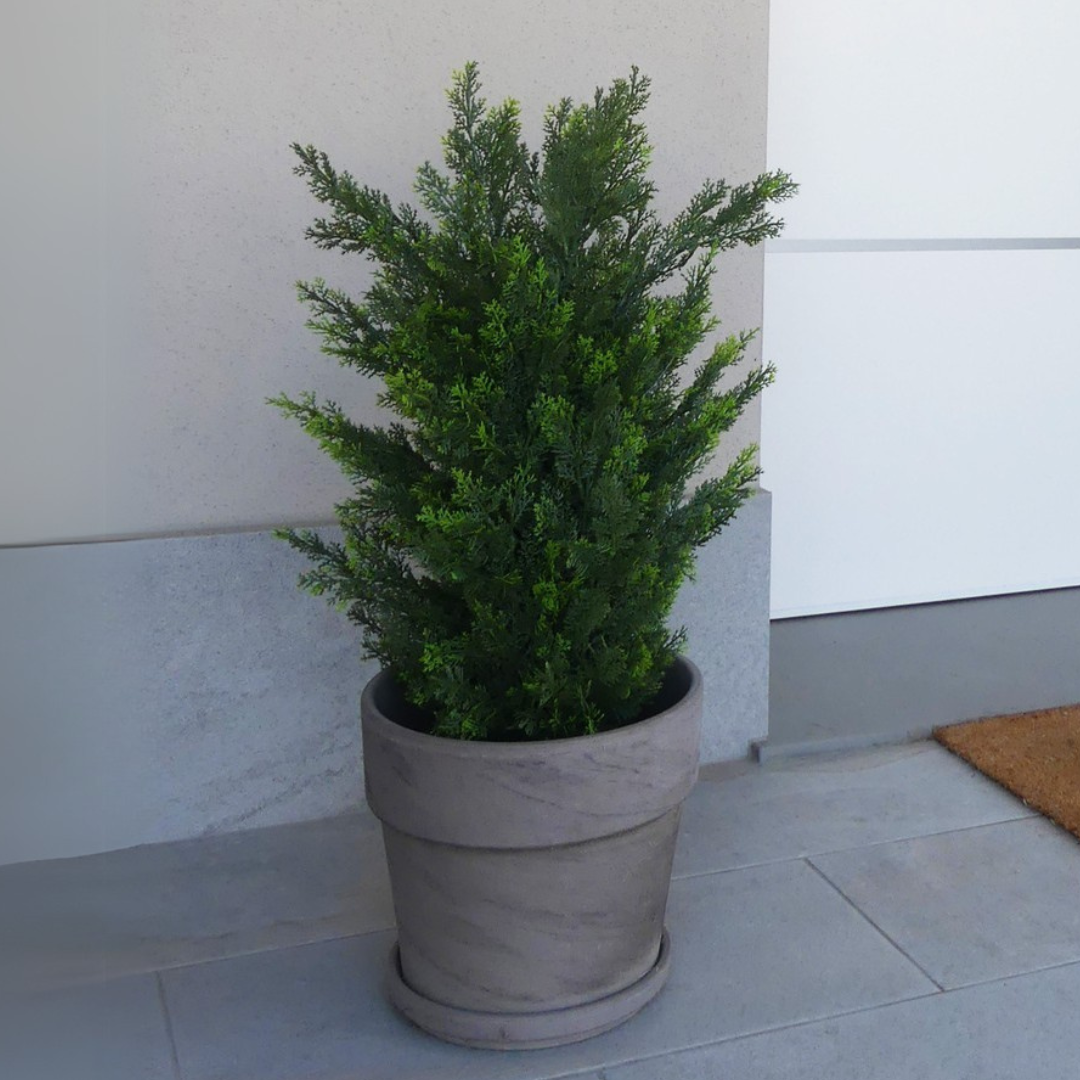 Thuja