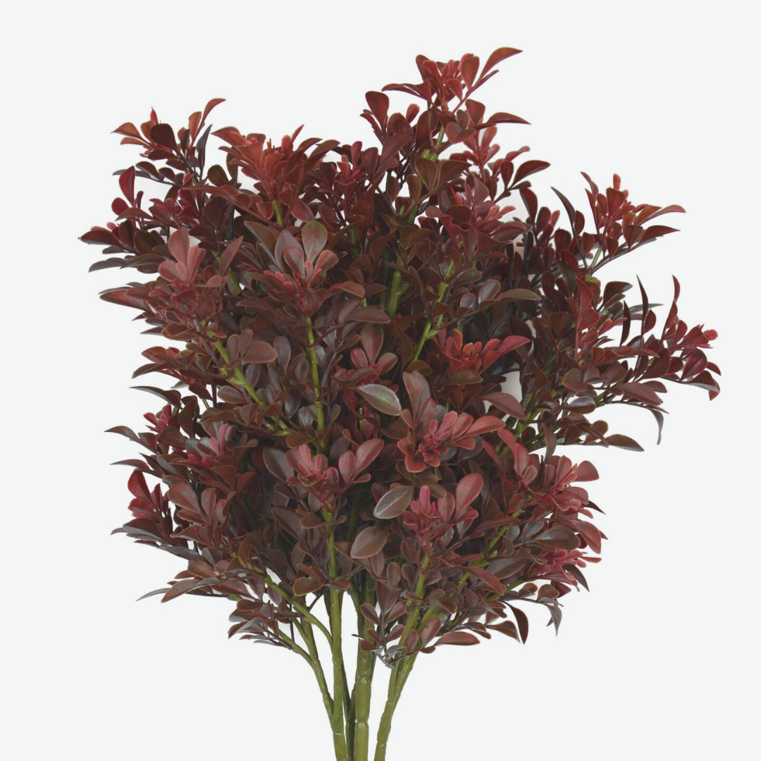 Purple Boxwood