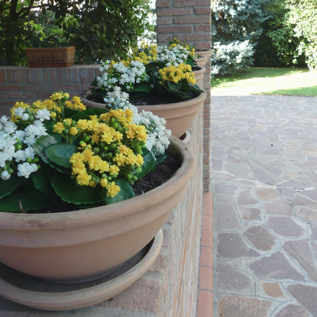 Yellow Kalanchoe