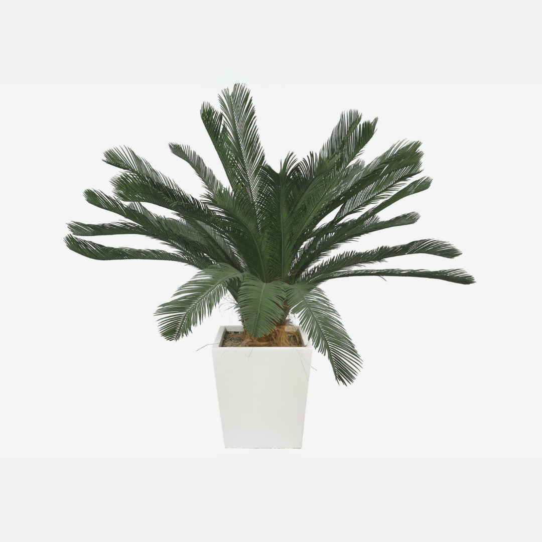 Revoluta chycas