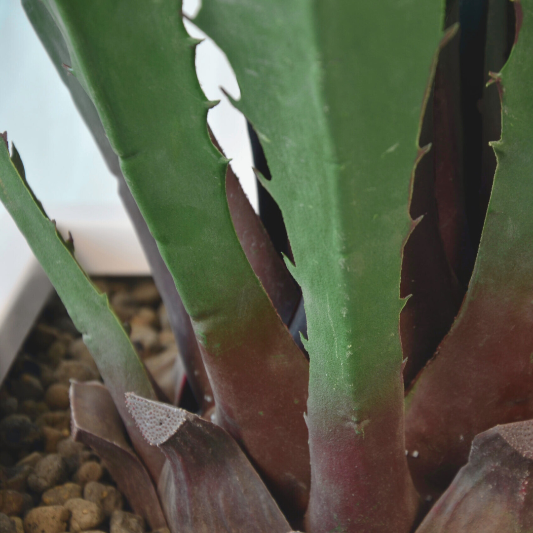 Lange Agave