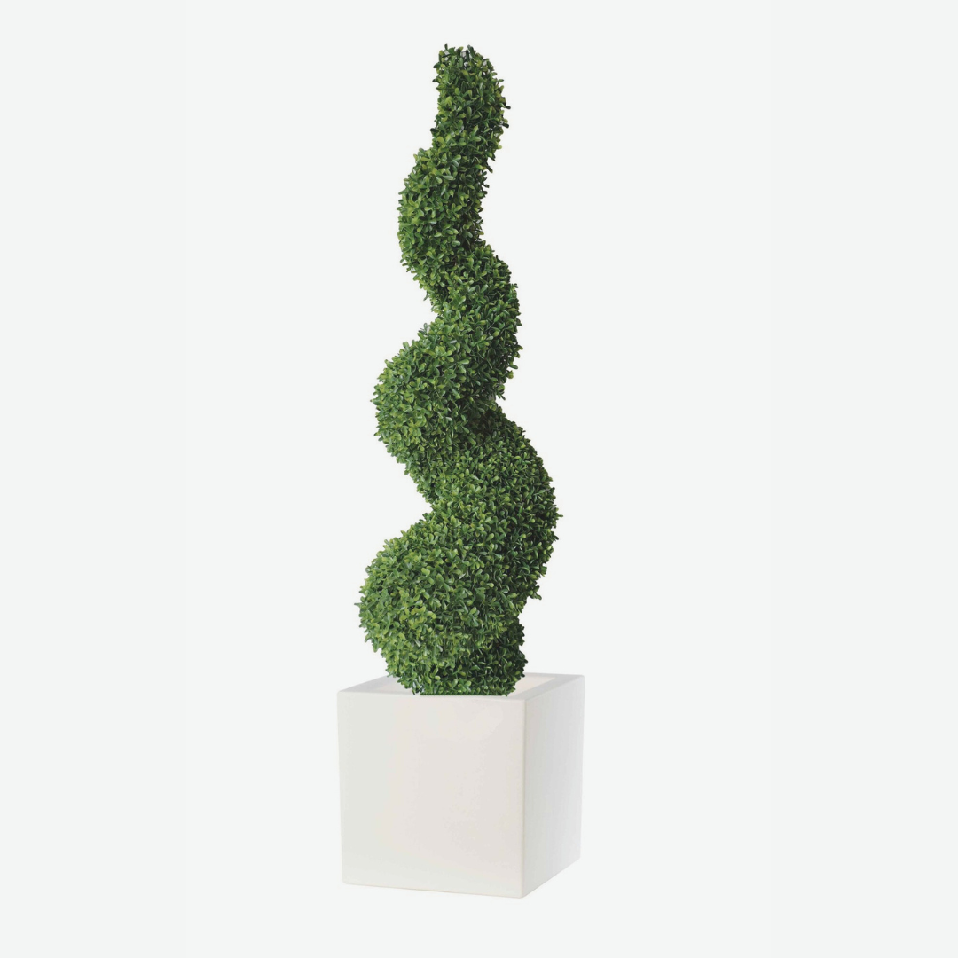 Buxus Spiral