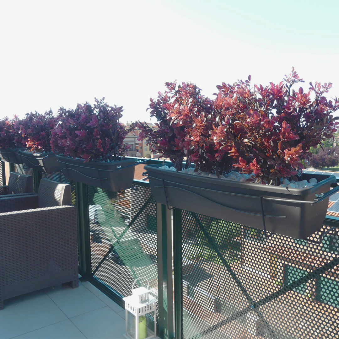 Purple Boxwood