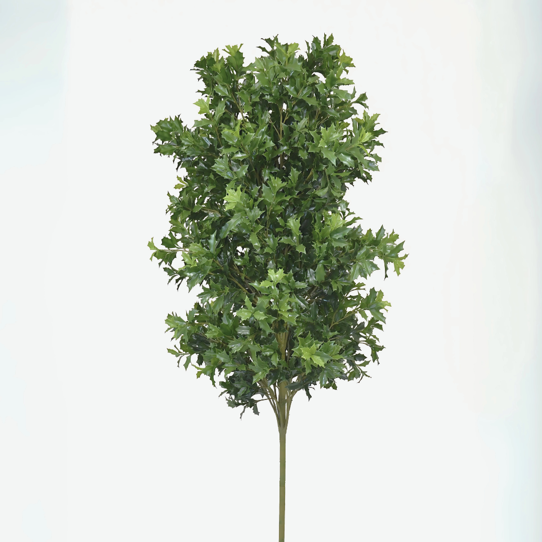 Osmanthus
