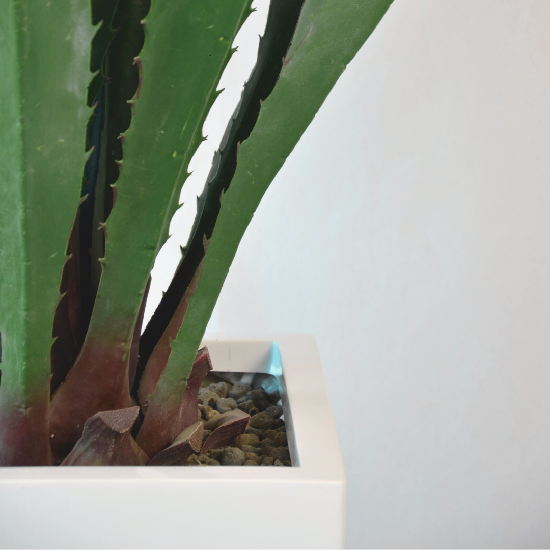 Long Agave