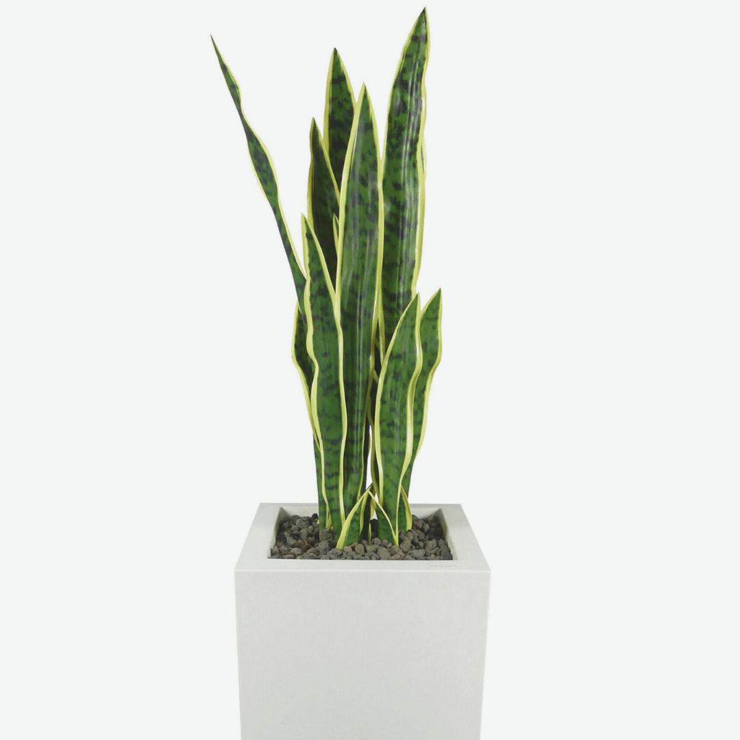 Yellow Sanseveria