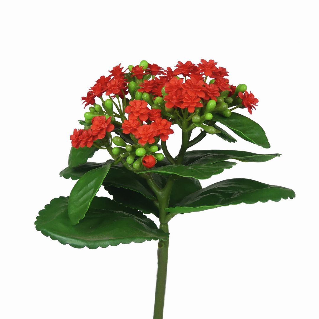 Red Kalanchoe