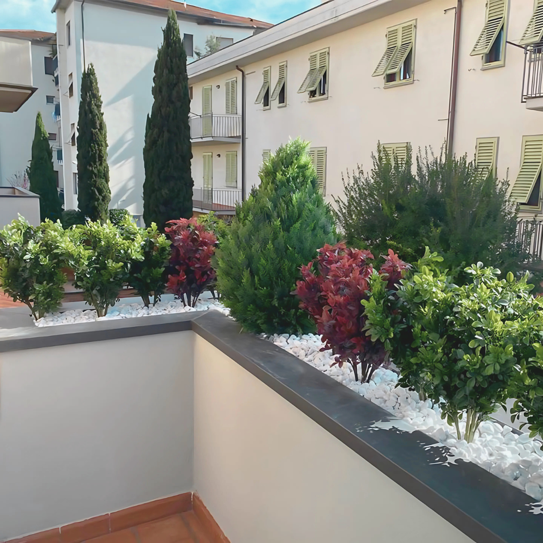 Boxwood