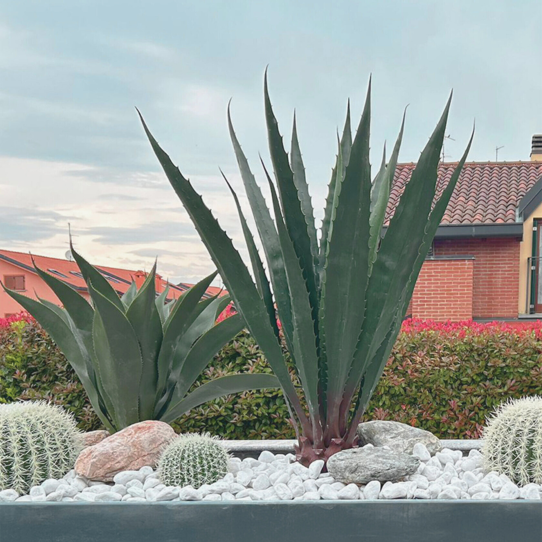 Short Agave