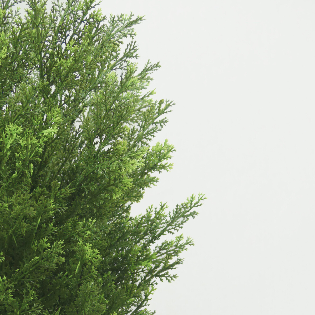Thuja