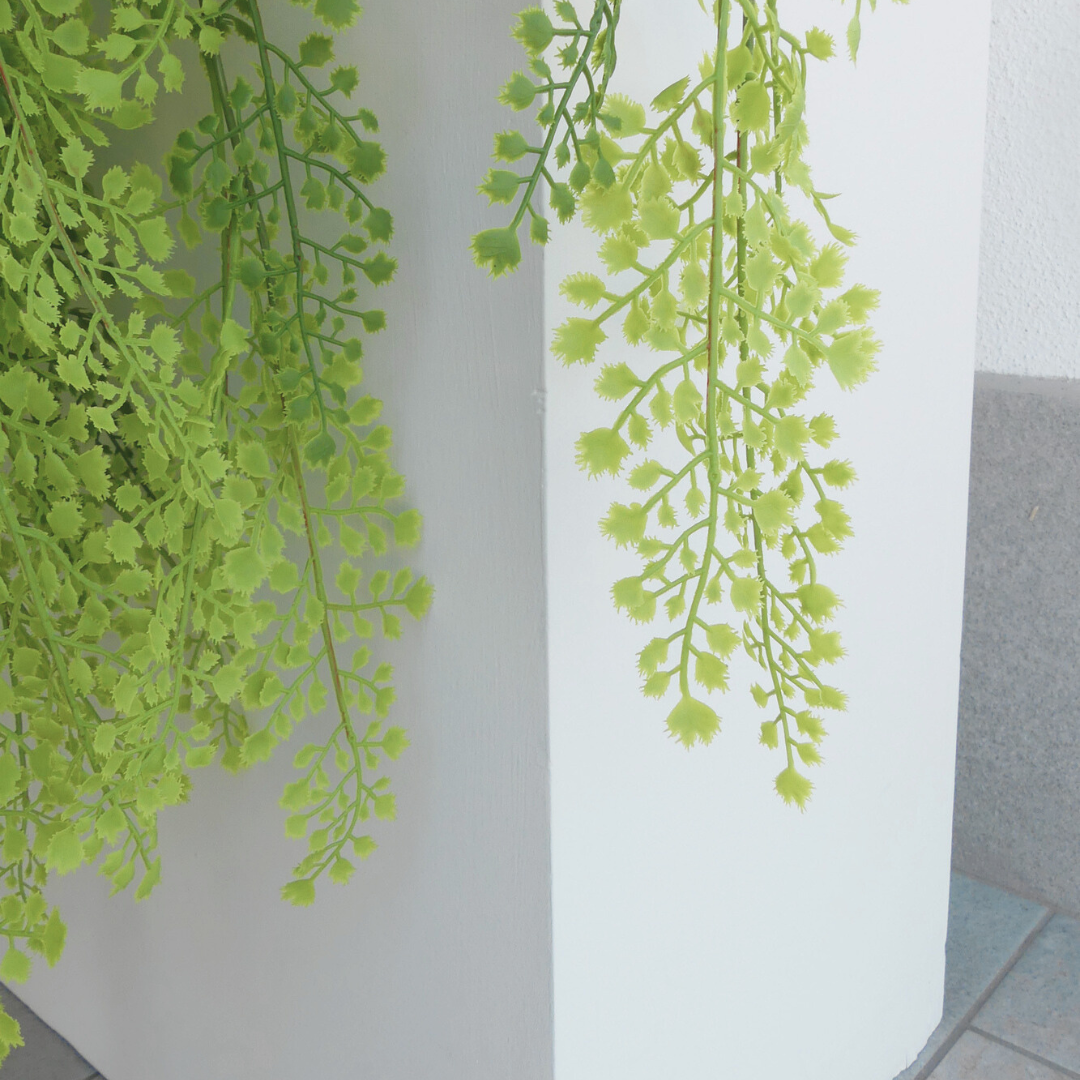 Asian Fern