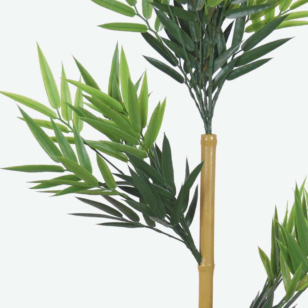 Bamboo