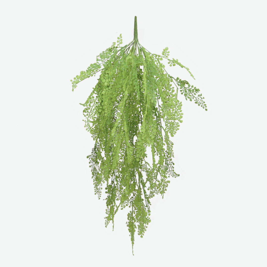 Asian Fern