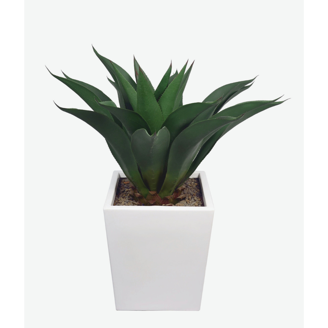 Short Agave