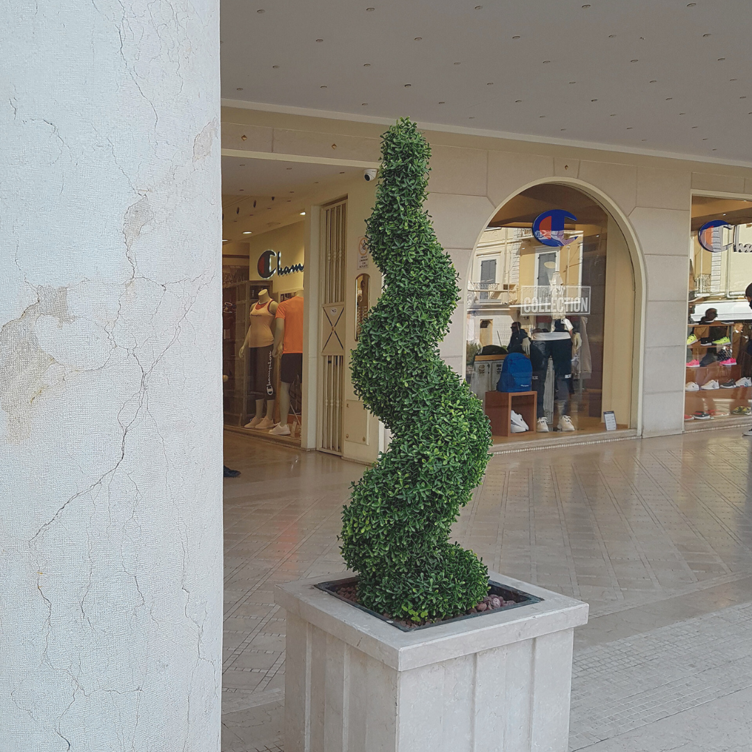Buxus Spiral