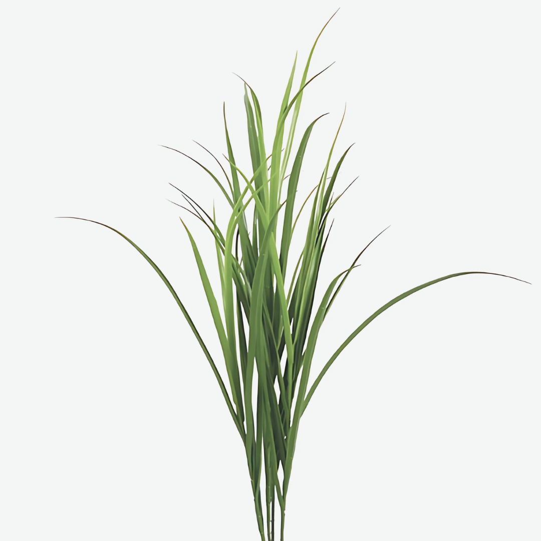 Gramineae