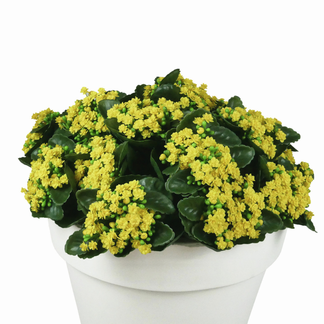 Yellow Kalanchoe