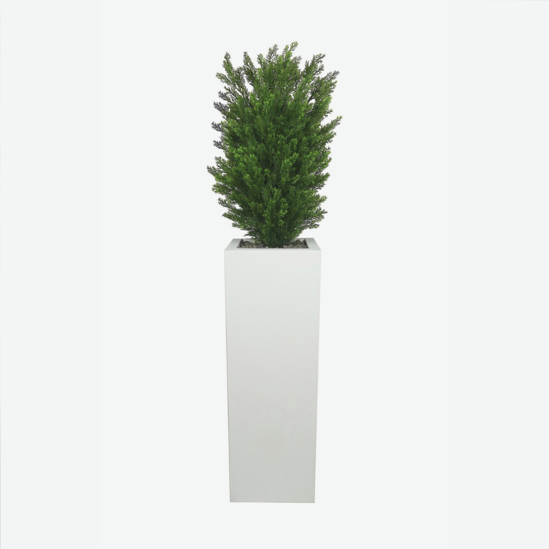 Thuja