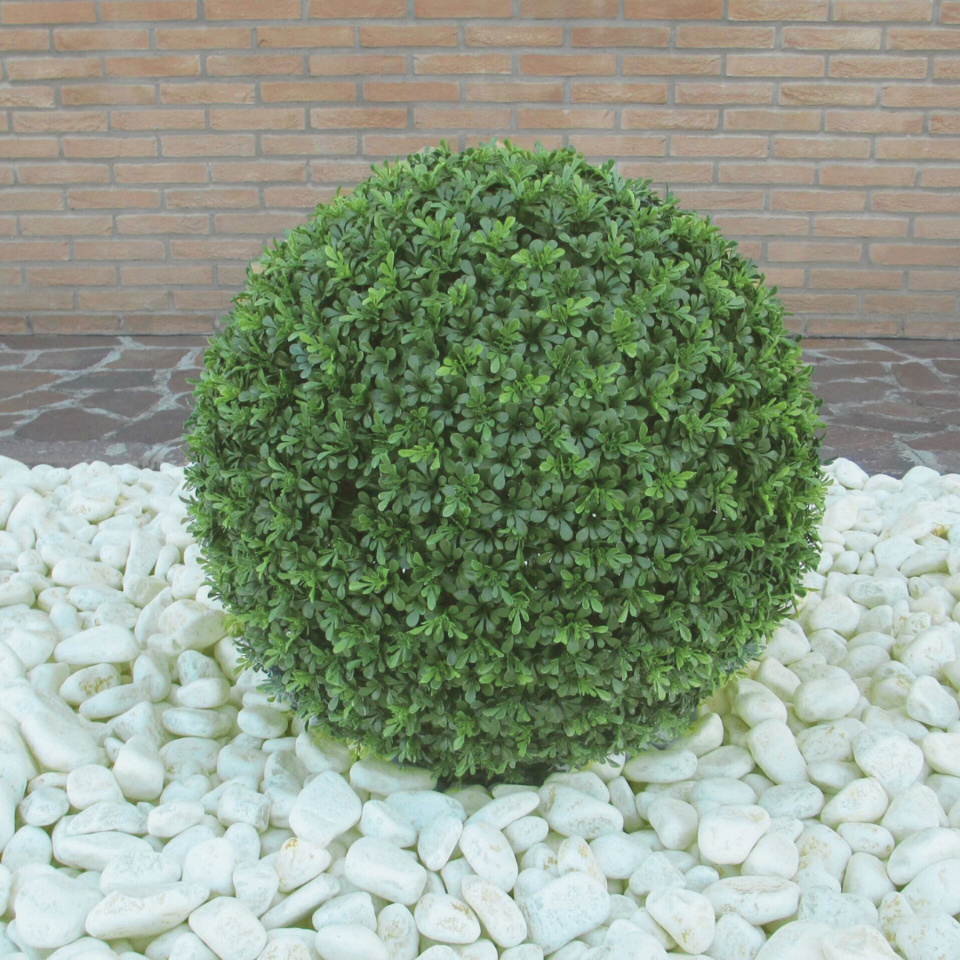Boxwood