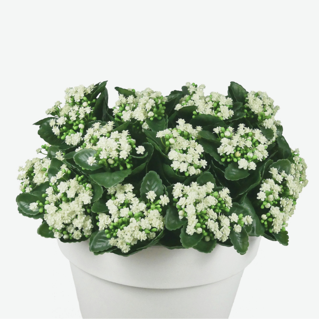 White Kalanchoe