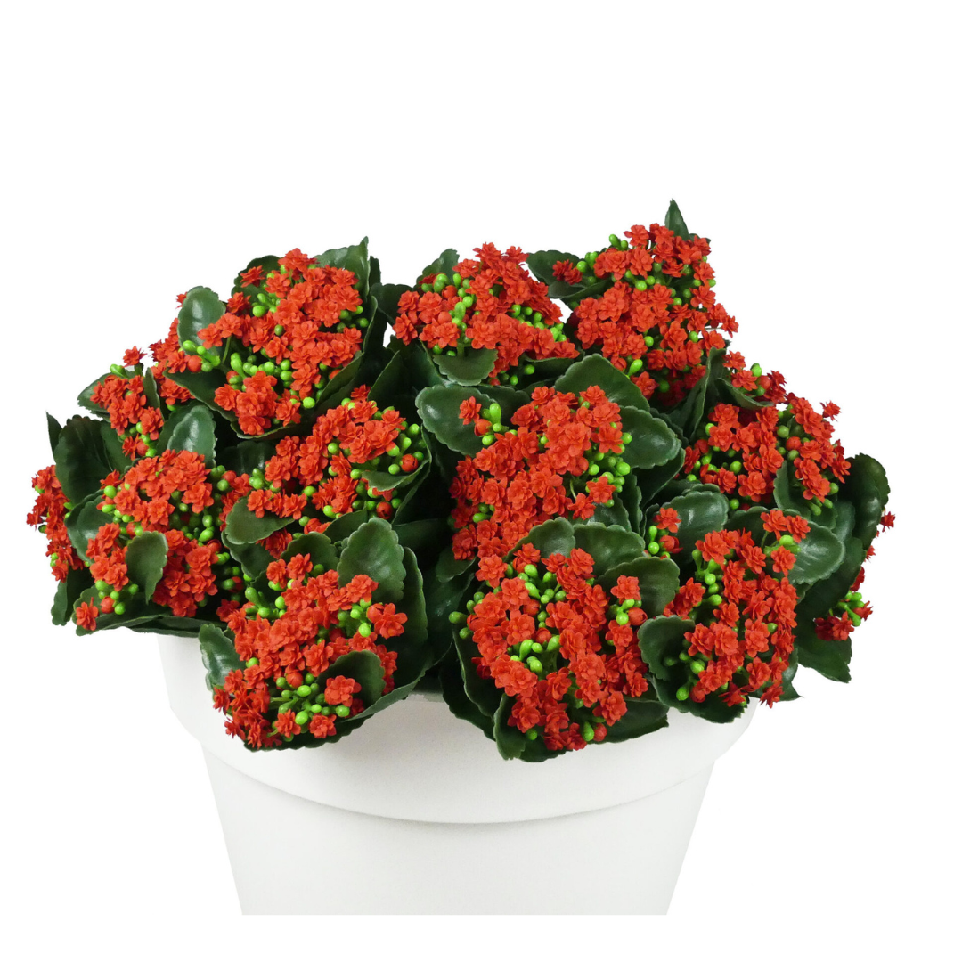 Red Kalanchoe