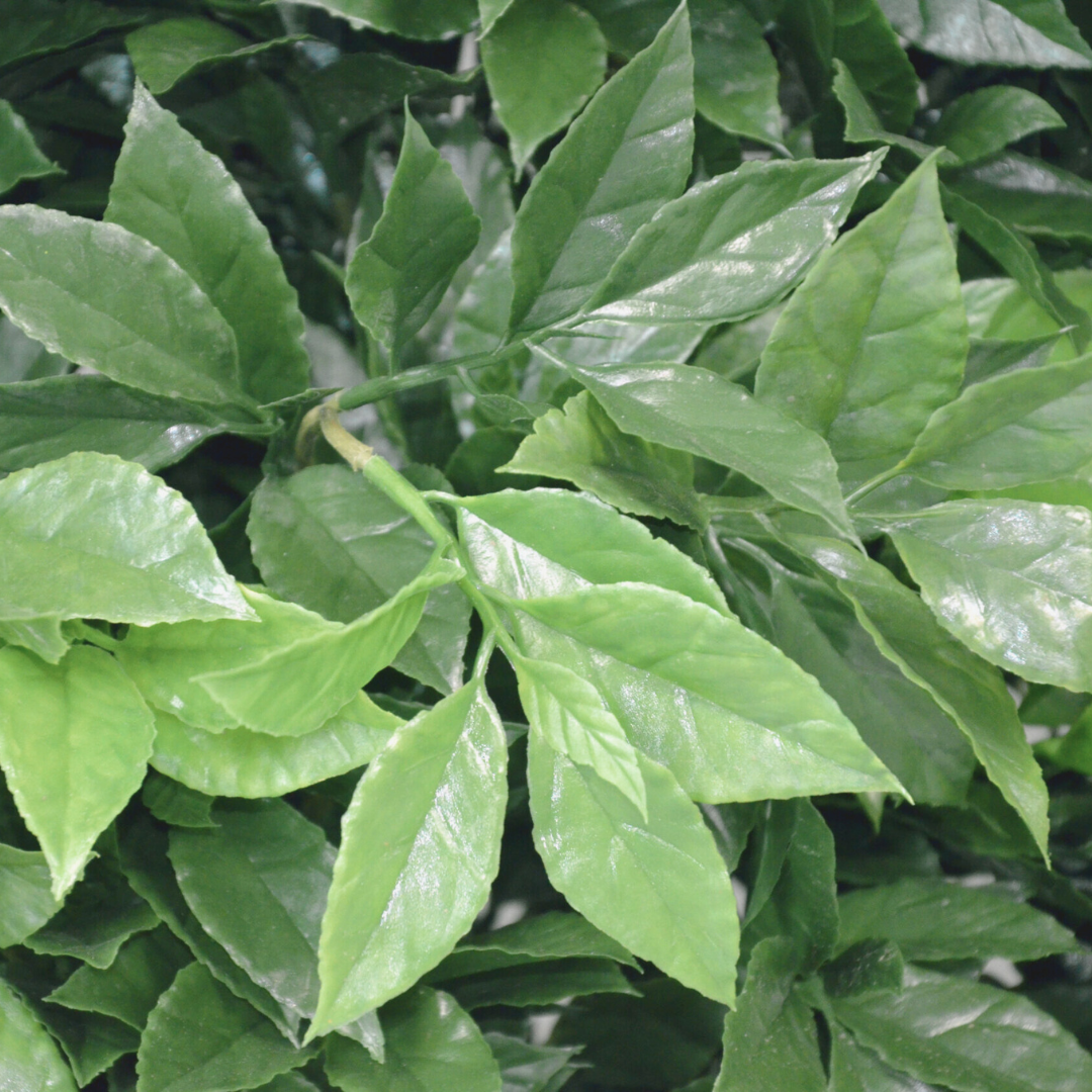 Laurel
