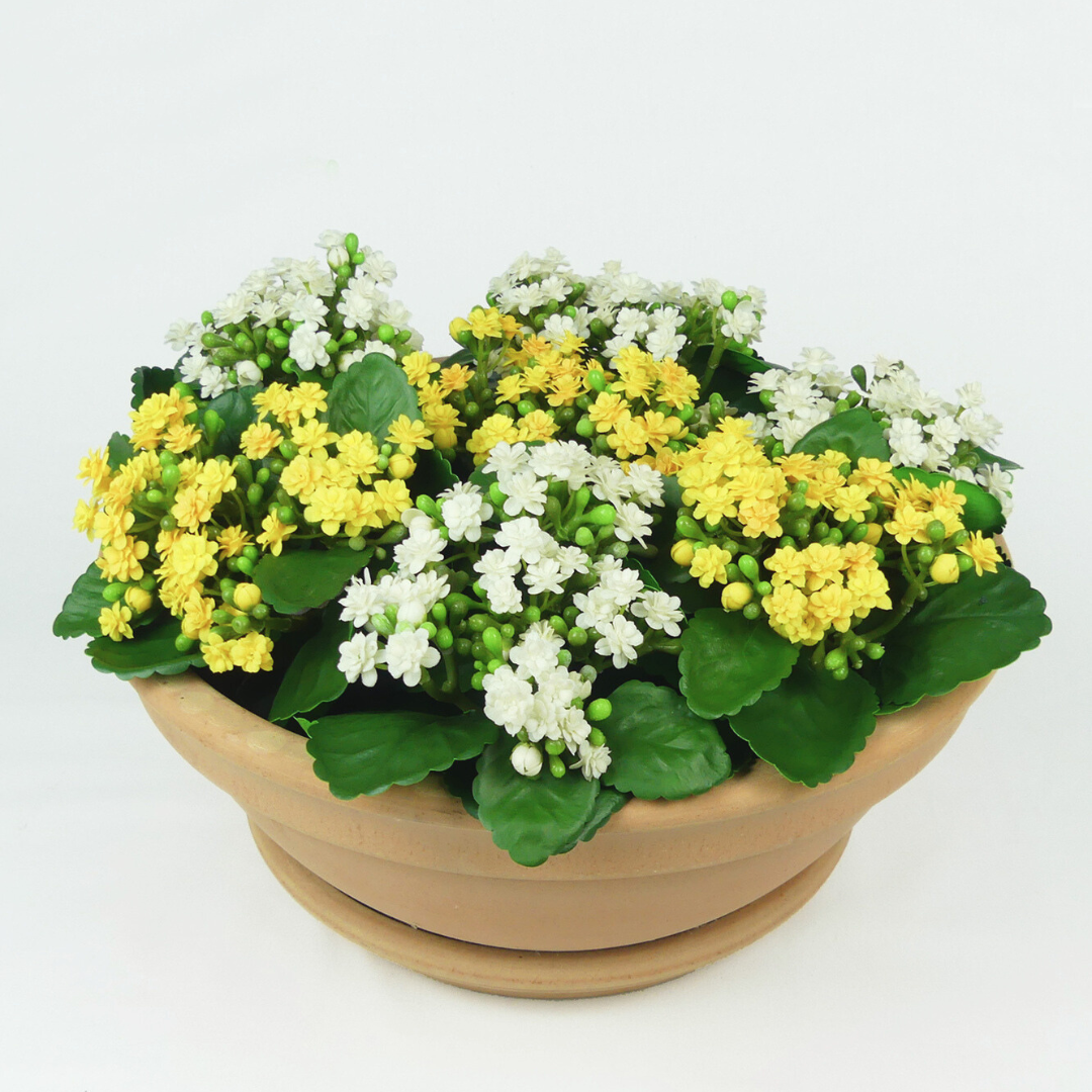 Yellow Kalanchoe