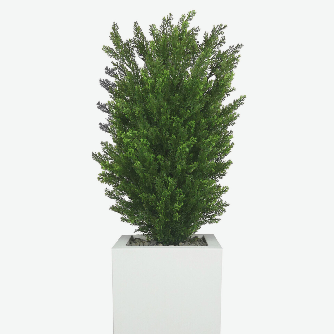 Thuja