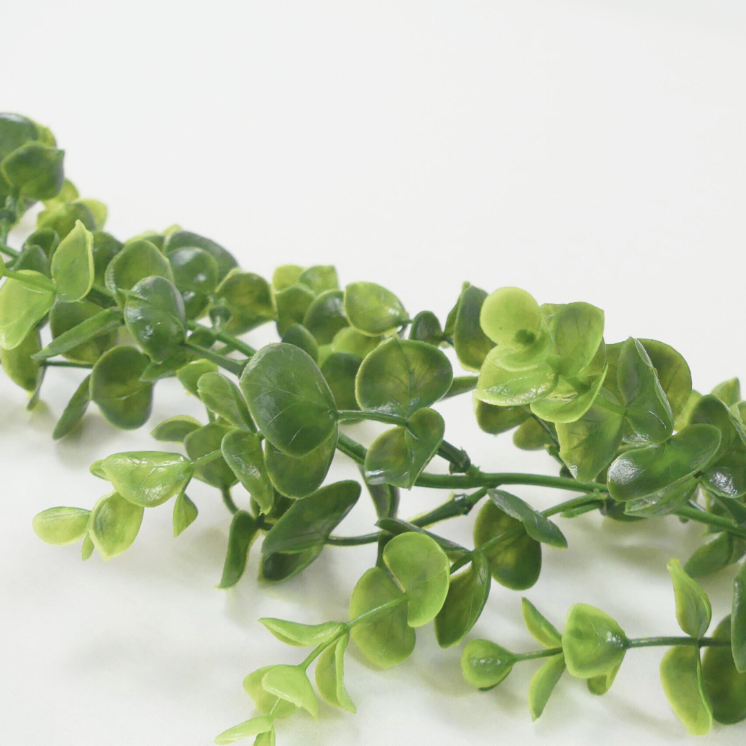 Green Eucalyptus