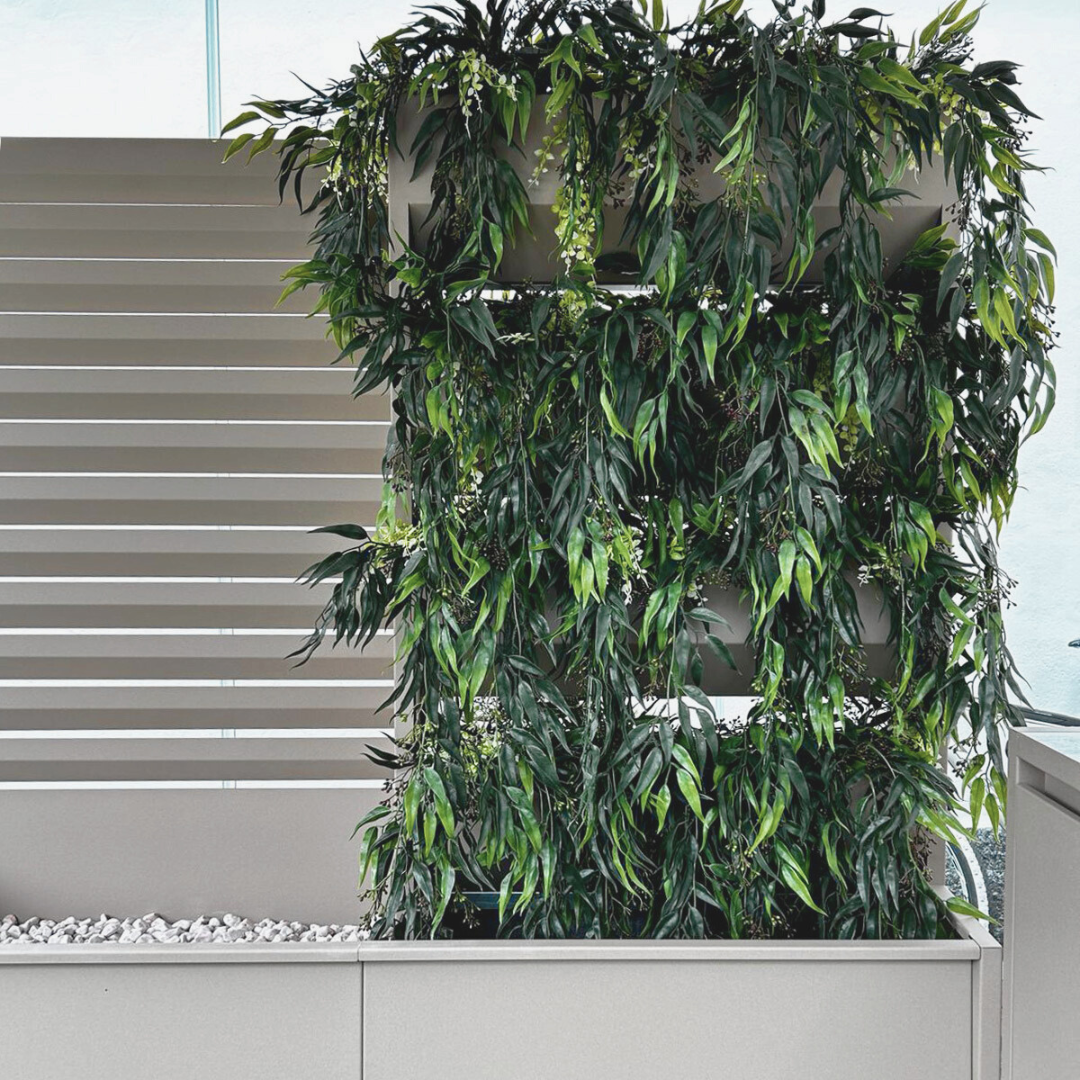 Staigeriana Bush