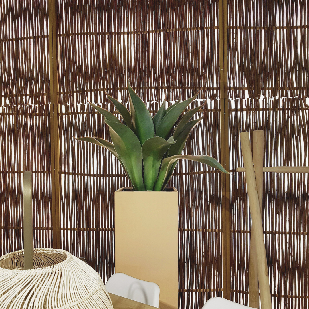 Agave corta