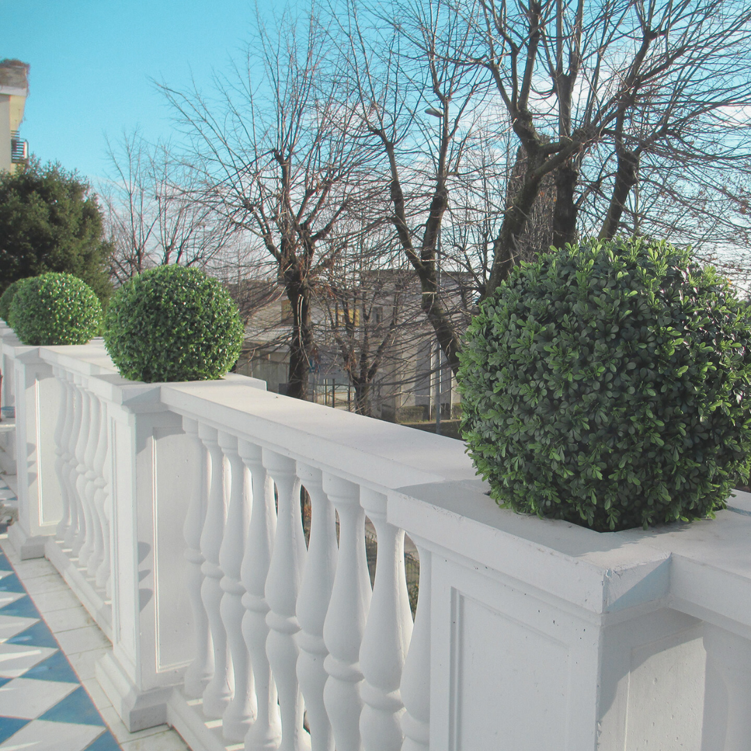 Boxwood