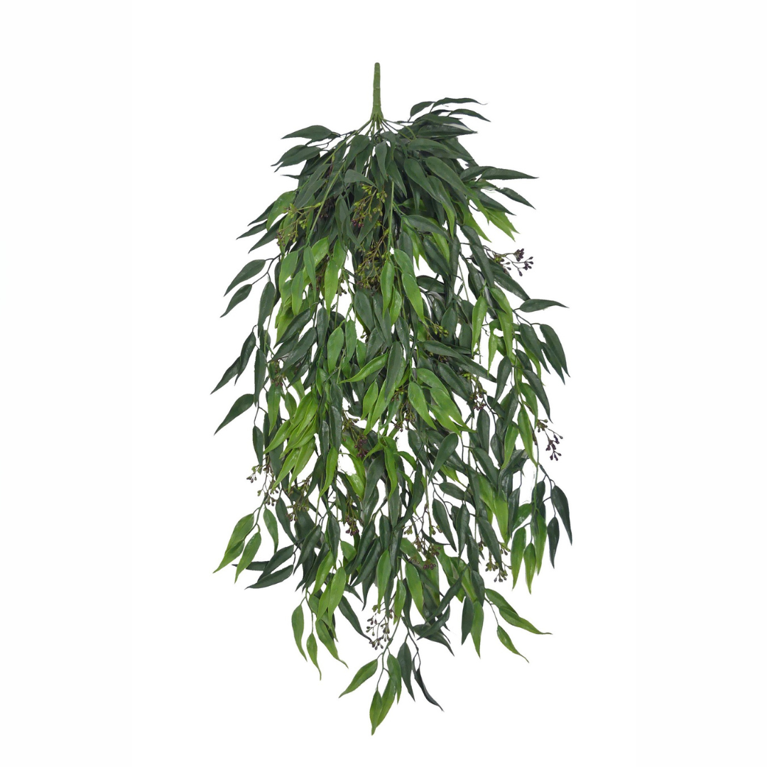 Staigeriana Bush