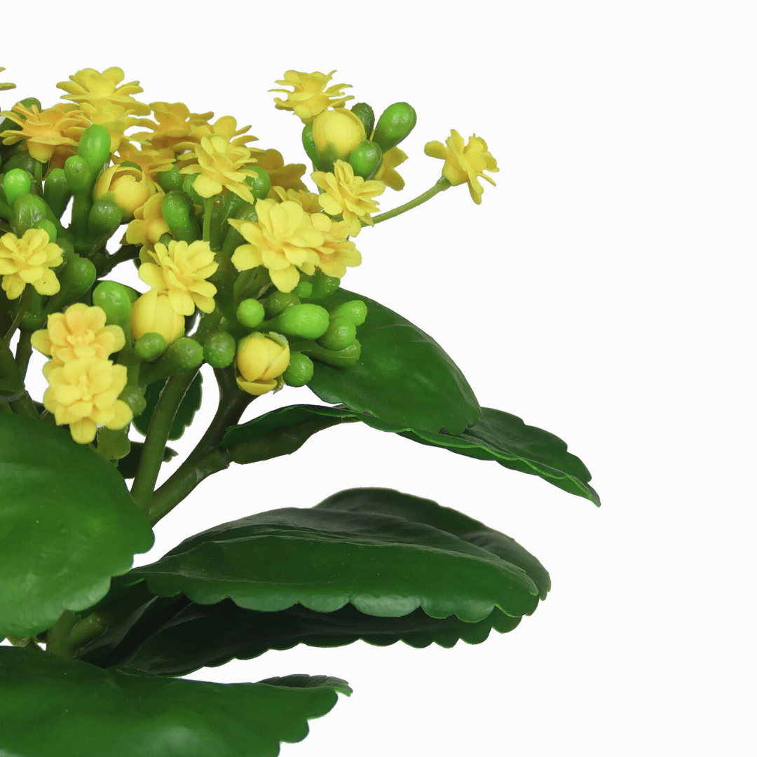 Yellow Kalanchoe
