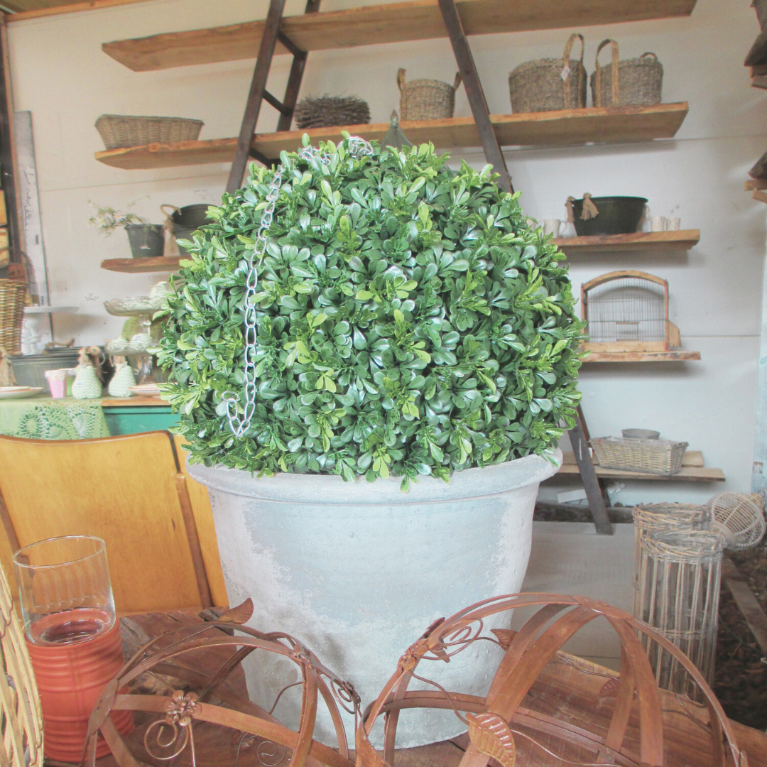 Boxwood
