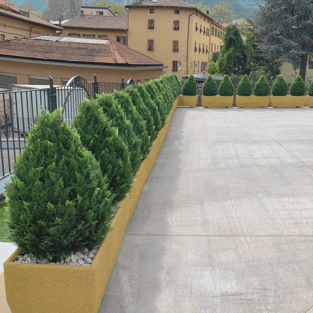 Cipresso a Goccia